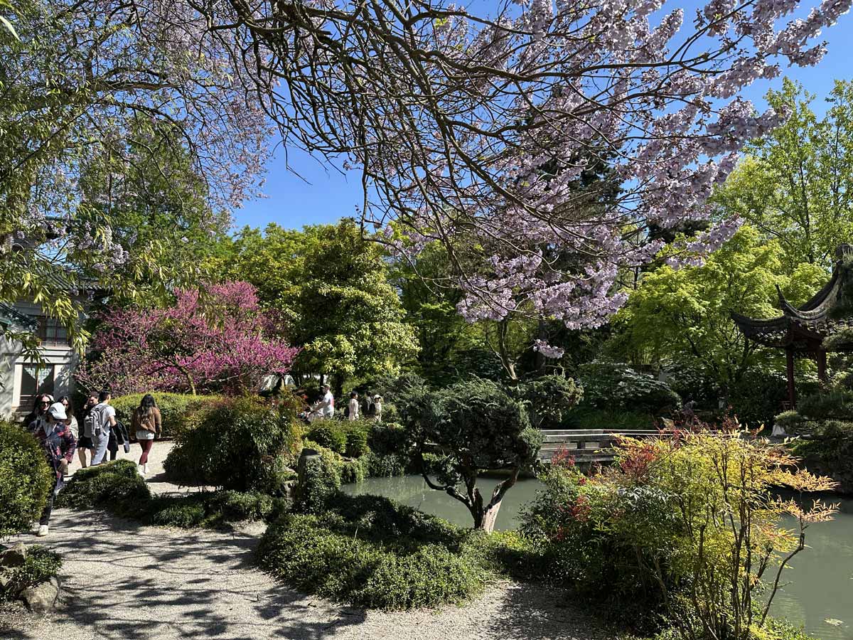 Cherry blossoms and visitors at Dr. Sun Yat-Sen Garden.