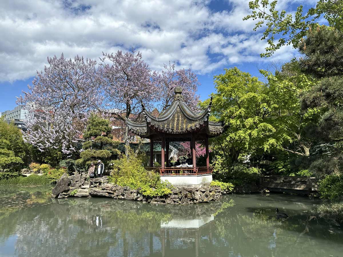 Pavilion surrounded by cherry blossoms at Dr. Sun Yat-Sen Garden.