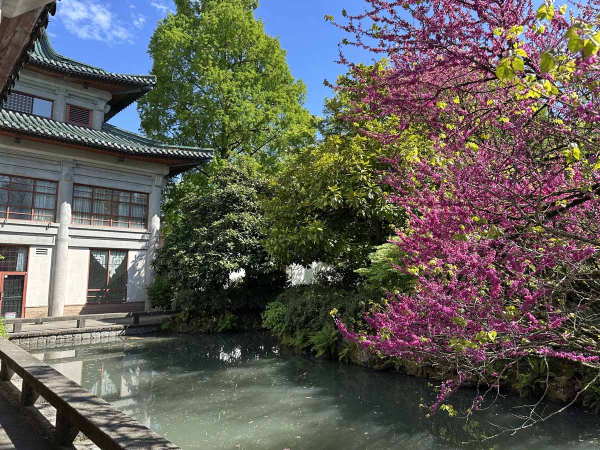 Pink blossoms by the pond at Sun Yat-Sen Garden.