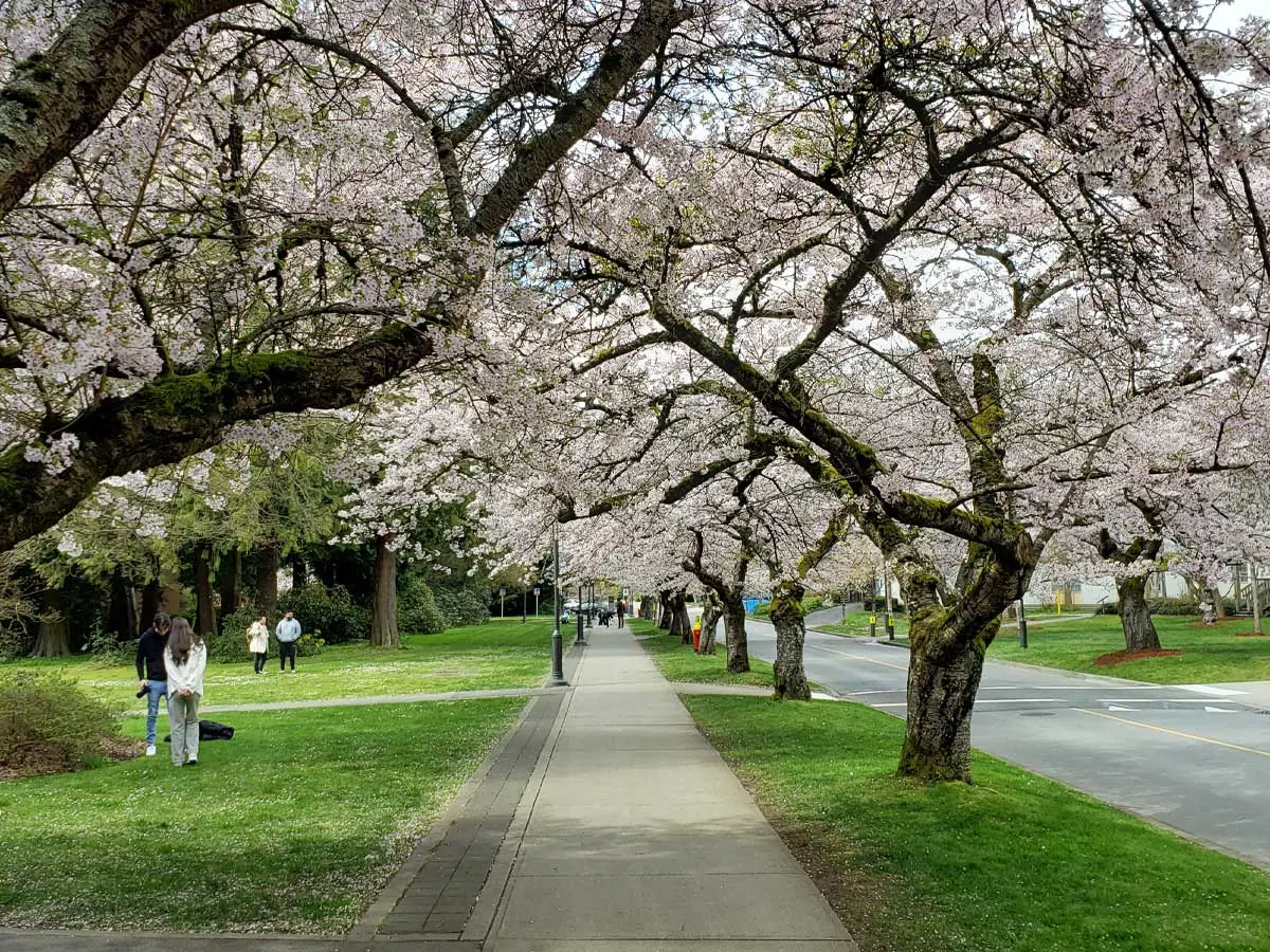 Cherry Blossoms in Vancouver: History, Festivals & Best Spots