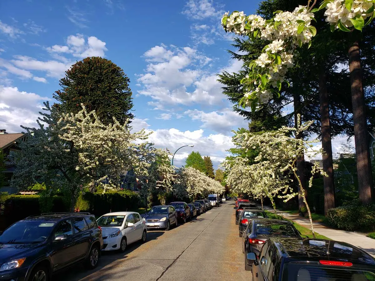 Cherry Blossoms in Vancouver: History, Festivals & Best Spots