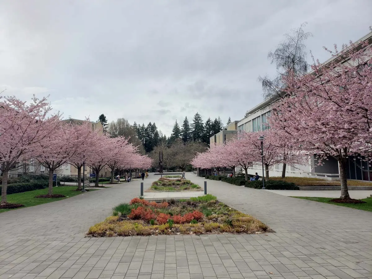 Cherry Blossoms in Vancouver: History, Festivals & Best Spots