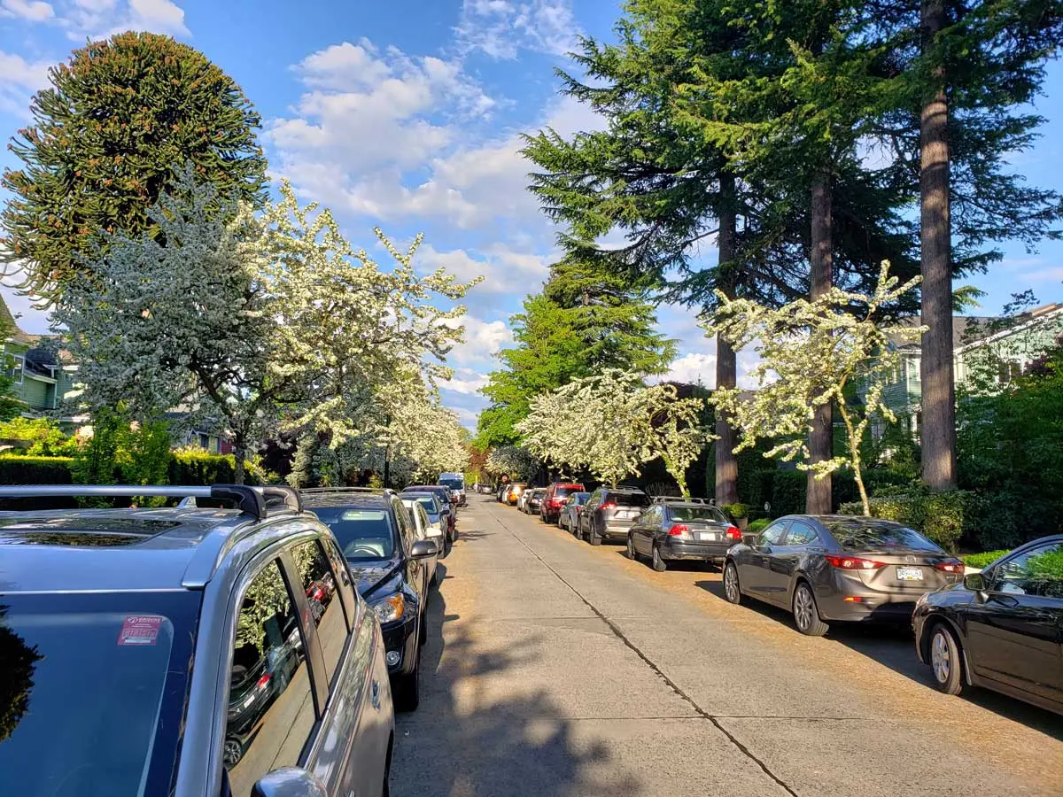 Cherry Blossoms in Vancouver: History, Festivals & Best Spots