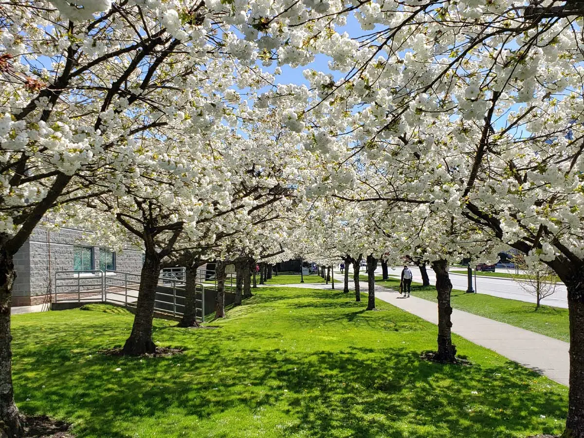 Cherry Blossoms in Vancouver: History, Festivals & Best Spots