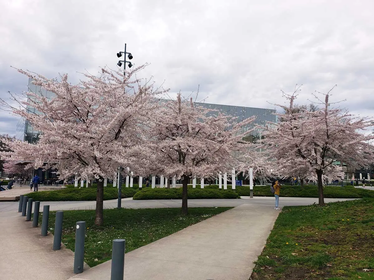 Cherry Blossoms in Vancouver: History, Festivals & Best Spots