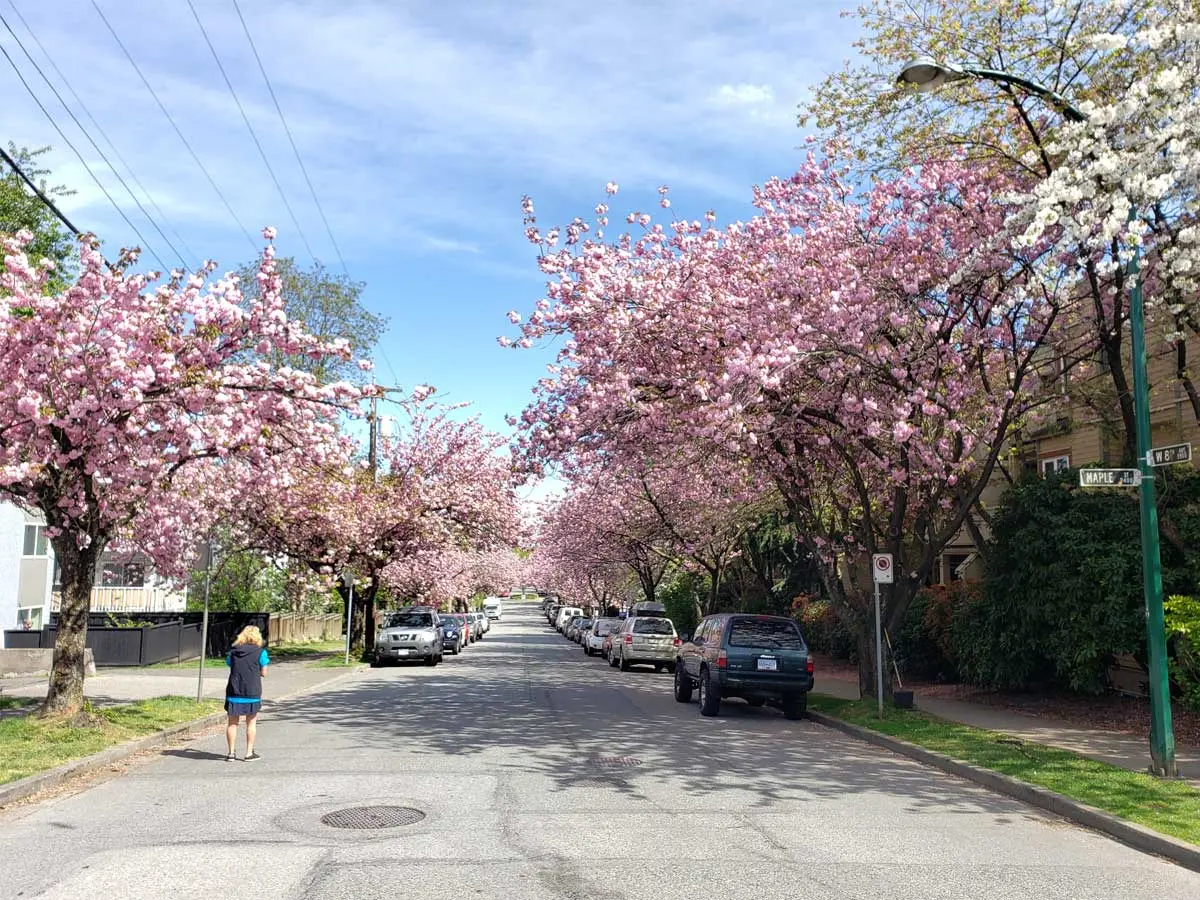 Cherry Blossoms in Vancouver: History, Festivals & Best Spots