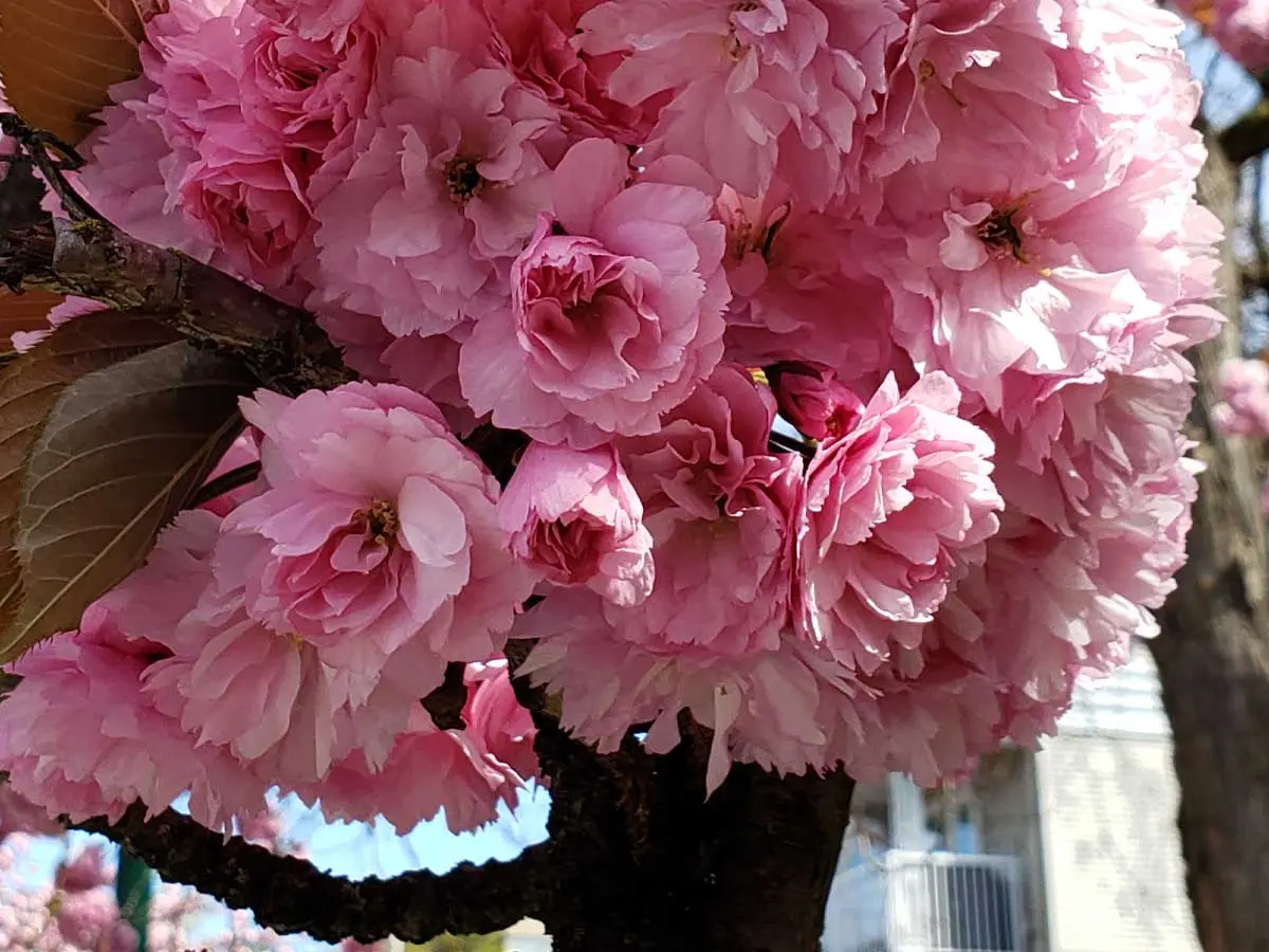 Cherry Blossoms in Vancouver: History, Festivals & Best Spots