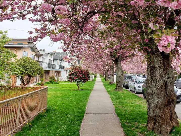 Cherry Blossoms in Vancouver: History, Festivals & Best Spots