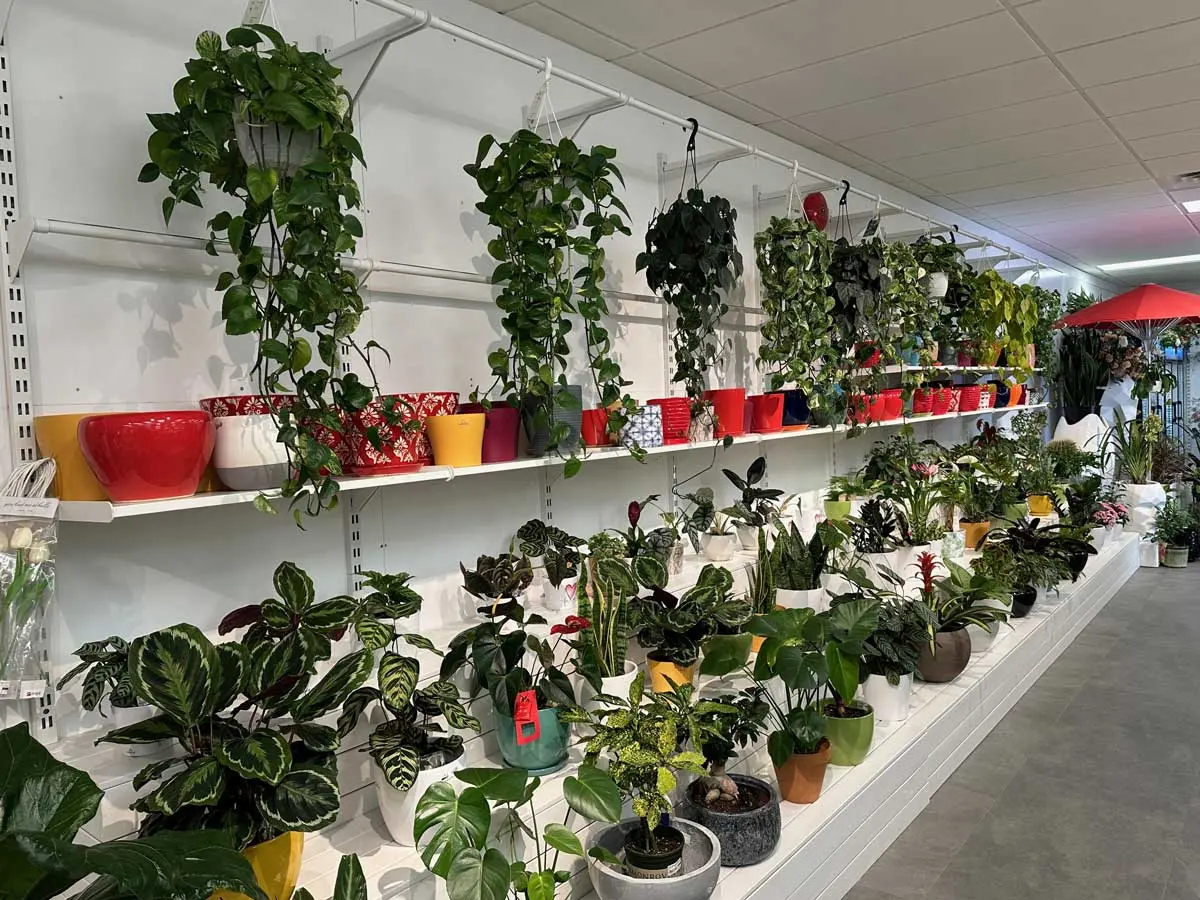 Dajue Garden & Flowers (Best Florist in Vancouver)