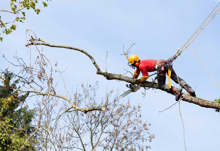 Expert Certified Arborist Services in Vancouver by Sylvain